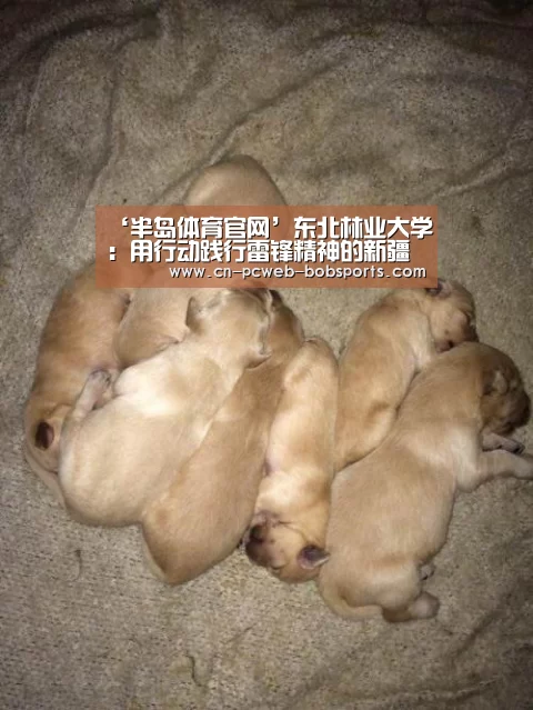 ‘半岛体育官网’东北林业大学:用行动践行雷锋精神的新疆姑娘(图1) 半岛体育官网
